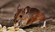 24 Hour & Emergency Exterminators in Bowyer, SC